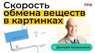 Быстрый и медленный обмен веществ | Дмитрий Калашников