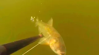 SPEARFISHING 2016.  Подводная охота на толстолобика  в завалах.