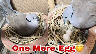 Dove give Second Egg | Dove Na dusra Anda De Diya 😍 | Salman Vlog with Birds