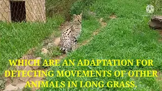 THE SERVAL CAT (LEPTAILURUS SERVAL)