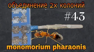 Объединение колоний фараонов возможно? Monomorium pharaonis