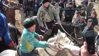 Алги Нуржан палуан Рыбак атты тулпармен