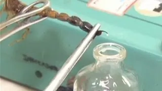 Яд скорпиона используют в лечении рака