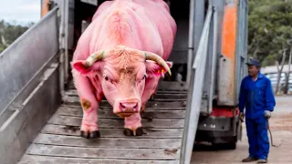 Einer von einer Million Tiermomenten