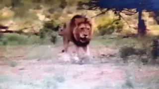 The whole Life story of Bob junior Lion