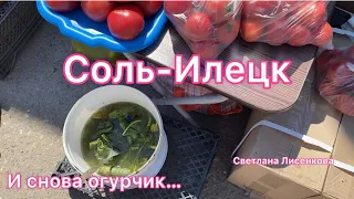 Соль-Илецк 2022! И снова огурчик 🤣 и помидоры без болячек🤣! Приколисты однако…