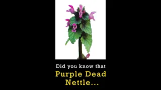 🤯 😲 🌱  Did you know that PURPLE DEAD NETTLE ...