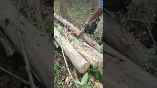 Derrubando eucalipto com esbek.