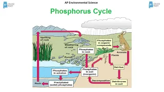 AP Environmental Science Biogeochemical Cycles