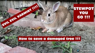 HOW TO SAVE A GIRDLED TREE