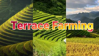 Farming Methods of Agriculture / What is Terrace Farming?