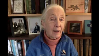 Jane Goodall