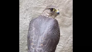 North American Falcons part 2