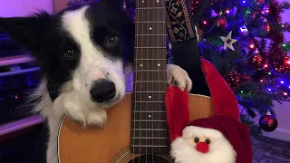 Rory the Border Collie’s Christmas Story - Funny dog tricks