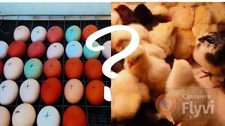 Инкубация Пищевого Куриного Яйца. Эксперимент в инкубаторе Золушка.