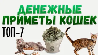 Денежные приметы про кошек