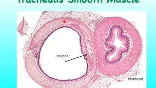 05D Respiratory Trachea