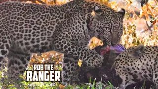 Leopards Feed Together | Maasai Mara Safari | Zebra Plains