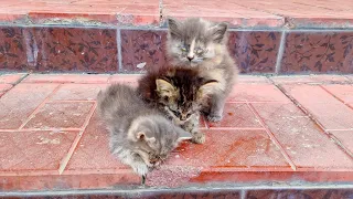 В подвал кто то выбросил десяток умирающих котят the kittens need our help