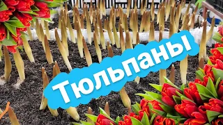 Тюльпаны взошли | Выгонка тюльпанов 2022