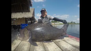 Massive Siamese Carps- Biggest Carp in The World Fishing  Thailand- BKKGUY