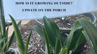 Tour of My Outside Orchids Come tour the outside orchids with me...