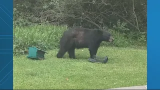 Black bear spotted in Prince George's County