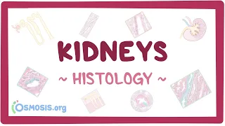 Kidneys: Histology