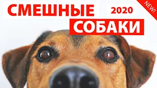 СМЕШНЫЕ СОБАКИ 2020 🐶 Приколы с Собаками Собаки с Озвучкой Funny Dogs