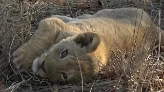 SafariLive- Lazy Avoca and Nkuhuma lions and their cute little cubs.