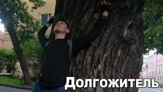 Деревья-долгожители🌳🌴🌲Дуб черешчатый🛤️🏖️Парк СОКОЛЬНИКИ