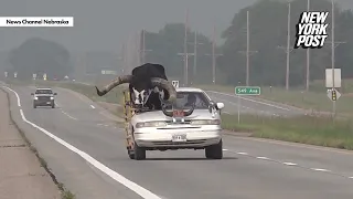 Man pulled over for driving with massive bull named Howdy Doody riding shotgun in Nebraska