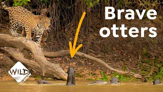 Giant Otter Families Can Fight Off a Jaguar | Wild to Know