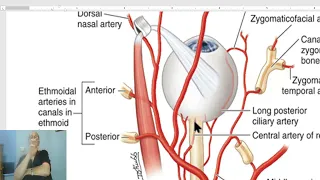 Anatomy of head and neck module in Arabic 41 (Vessels of the orbit) , by Dr. Wahdan