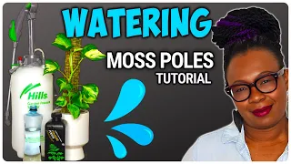 Watering Moss Poles - DEFINITIVE Guide For Moss Pole Lovers