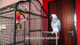 Papagáj sivý - žako rozpráva ( gray parrot talking )