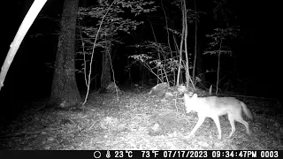 Trail Cam July 2023