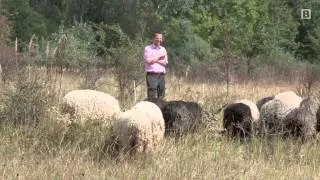 Nachhaltiges Mähen: Zackelschafe im Nationalpark Donau-Auen