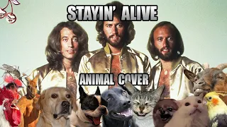 Bee Gees - Stayin' Alive (Animal Cover)