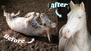 Pampering all of My Horses for 24 Hours! | This Esme AD