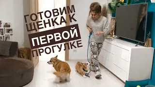 ПРИУЧАЕМ ЩЕНКА К ПОВОДКУ / скоро предстоит первая прогулка 🐾