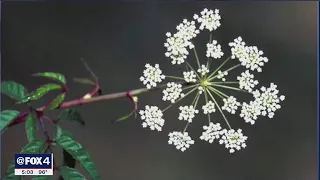 Deadly water hemlock plant found growing near White Rock Lake