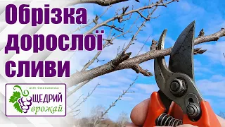 Обрізка дорослої сливи. Обрізка на урожай