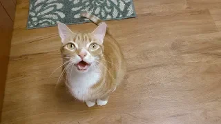 Cat Talking - "I Love You"