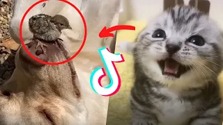 More Funny Animal Tik Toks to Brighten Up your Day 😂 🥰