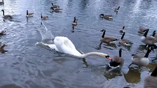 Fighting for food, #swan  vs Canada #geese 20230310