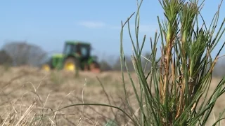 Future Forest | Planting Trees