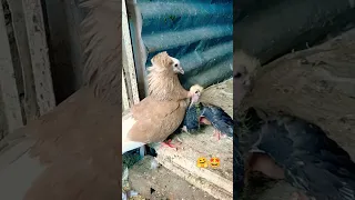 🤗Mukhi baby pigeon feeding video 😘#pigeonshort #kabutar #shortvideo #fancykabutar #youtubeshorts