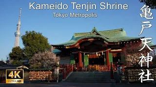 【4K】梅と藤の花が美しく彩る天神信仰の社：東京都・亀戸天神社 (Shōin Shrine | Shinto Shrine in Tokyo Metropolis)