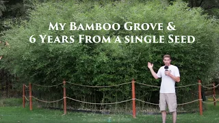 My Bamboo Grove After 6 Years | 2021 Annual Update